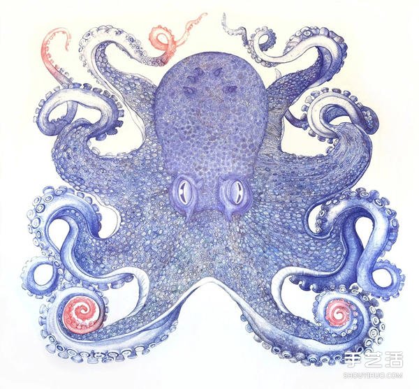耗时一年，用圆珠笔画出写实霸气的巨型章鱼 -  www.shouyihuo.com