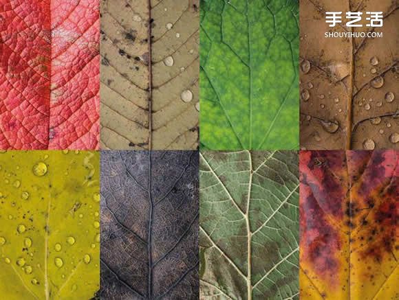 用摄影保存叶子的美 宛如美丽拼布的叶子照片 -  www.shouyihuo.com