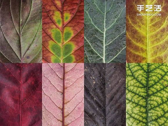 用摄影保存叶子的美 宛如美丽拼布的叶子照片 -  www.shouyihuo.com