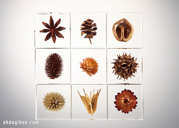 立方块里的治愈宇宙 京都植物标本作品展览 -  www.shouyihuo.com